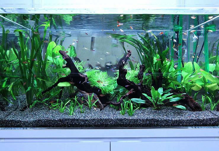 流木と水草を配置した水槽内を泳ぐグッピーや小型魚群