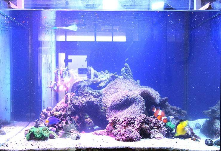 整形外科の待合室  60cm海水魚水槽  設置事例 水槽画像２