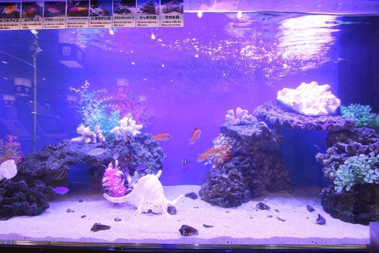足立区 飲食店 120cm海水魚水槽 設置事例 水槽画像2