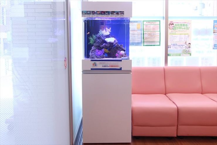 江東区クリニックに設置 アクアリウム(海水魚水槽)の事例 水槽画像3