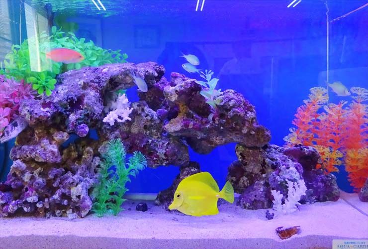 オフィス事務所  60cm海水魚水槽  設置事例のサムネイル画像