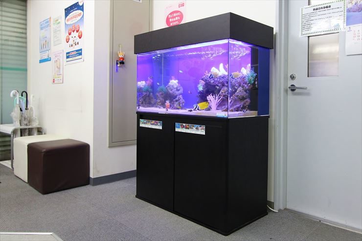 横浜市 内科皮膚科クリニック 90cm海水魚水槽 設置事例 水槽画像3