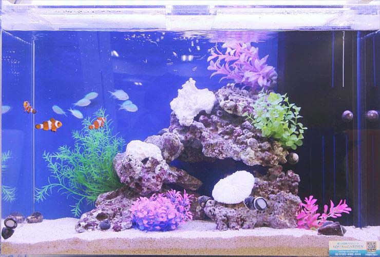 新宿区 オフィス内  60cm海水魚水槽  設置 水槽レンタル事例 水槽画像２