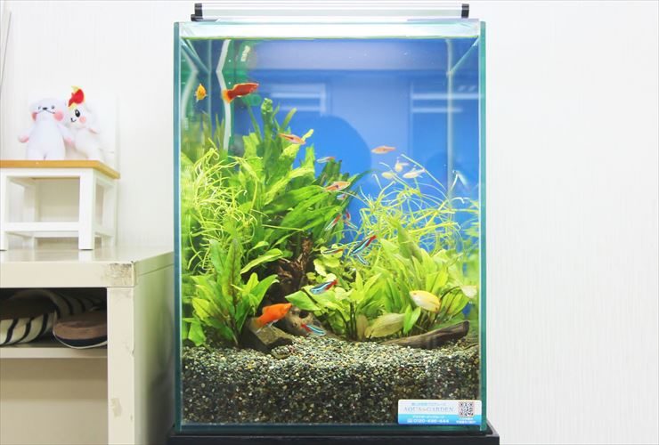 多摩市 教育施設 30cm淡水魚水槽 設置事例 水槽画像2