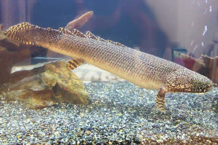 品川区  個人宅様  リビング  90cm淡水魚水槽  設置事例のサムネイル画像