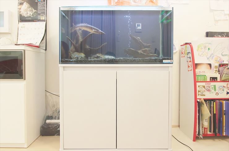 品川区 個人宅様 リビング 90cm淡水魚水槽 設置事例 水槽画像2