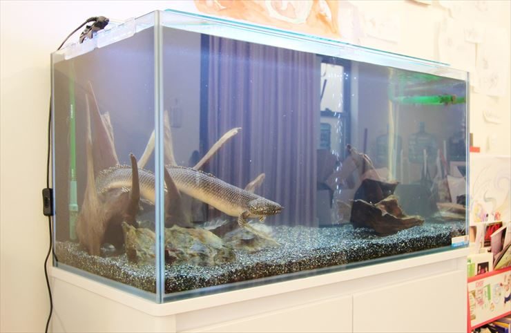流木と大型魚が泳ぐ室内設置の大型水槽の全景