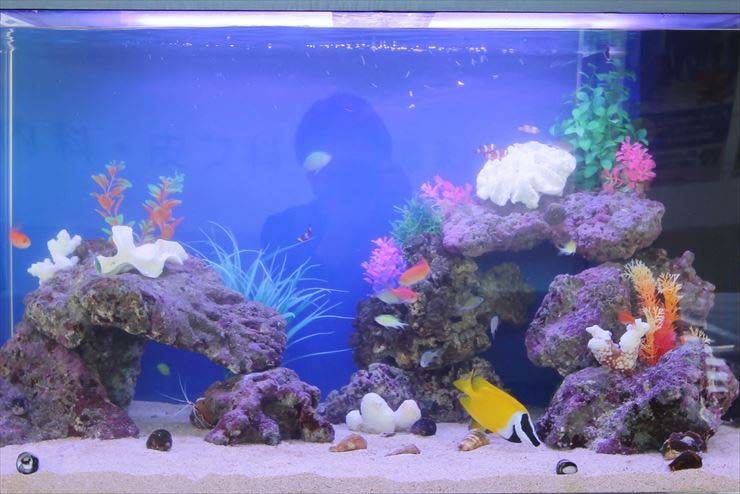 横浜市 診療所 待合スペース 90cm海水魚水槽 レンタル事例 水槽画像3