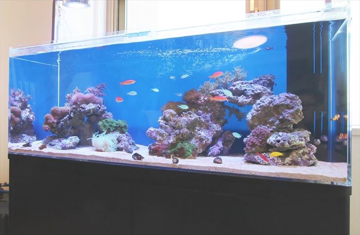 海水魚とサンゴが泳ぐ大型の海水魚水槽のレイアウト