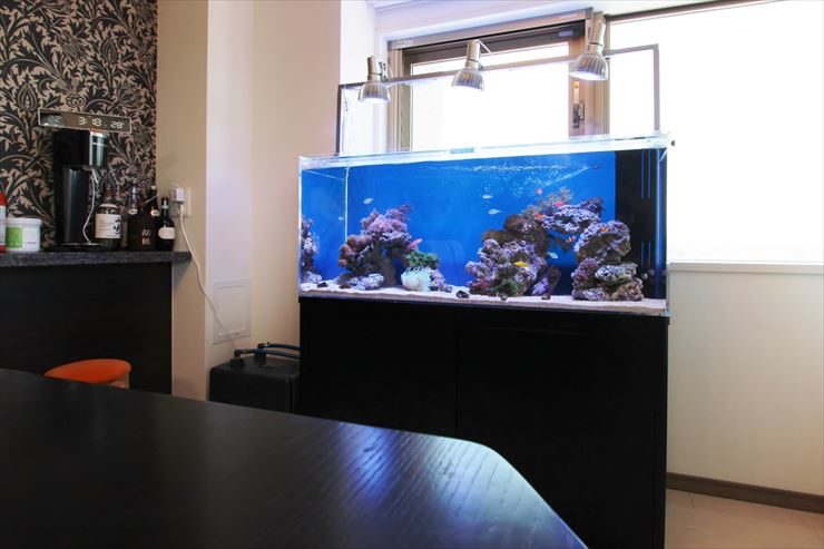 青い背景にライブロックを配置した海水魚水槽の全景