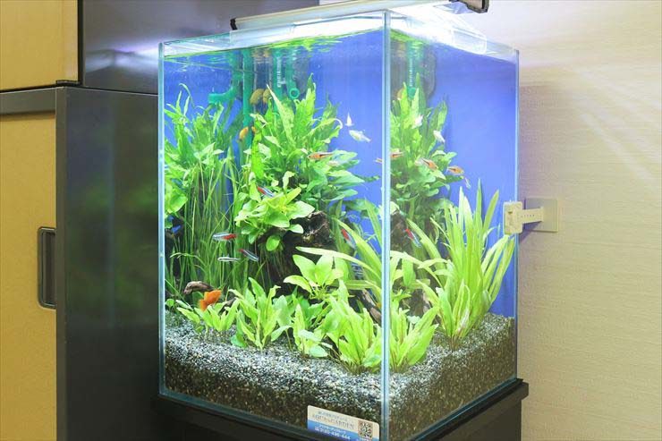 世田谷区 教育施設 30cm淡水魚水槽 設置事例 水槽画像2