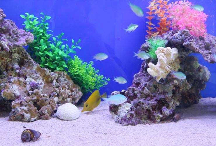 個人宅 リビング 110cm海水魚水槽 設置事例 水槽画像3