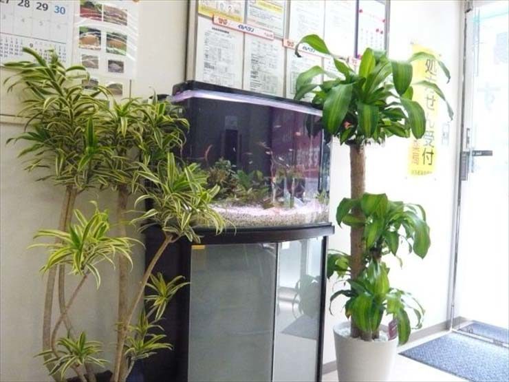 東京都八王子 クリーン薬局様 60cm淡水魚水槽 設置事例 水槽画像3