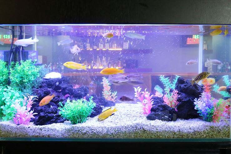 台東区  飲食店  90cm淡水魚水槽  水槽レンタル事例 水槽画像２