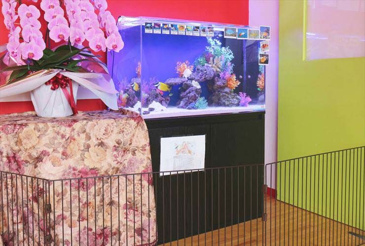 東京都立川市  教育施設様  90cm海水魚水槽  設置事例 水槽画像３
