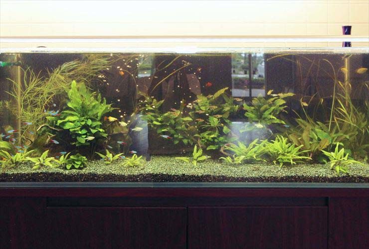 千葉県八街市 老人ホーム 120cm淡水魚水槽レンタル事例 水槽画像2