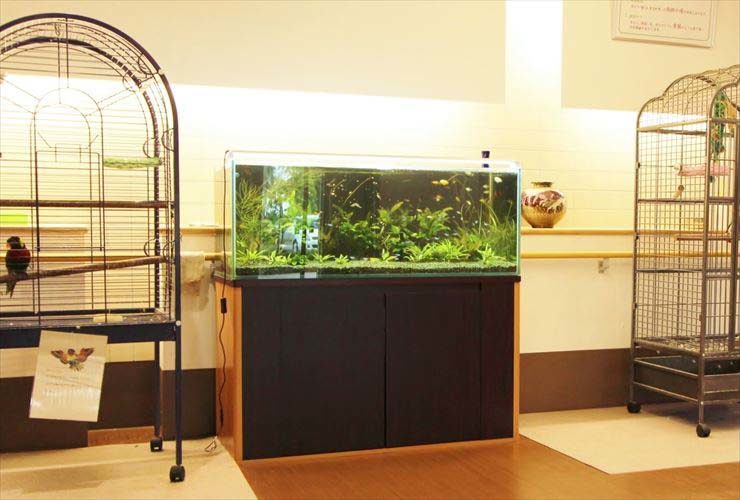 鳥かごに挟まれた水草水槽と黒い水槽台の設置風景