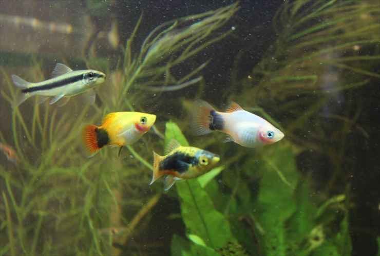 水草が茂る水槽内を泳ぐプラティと小型熱帯魚の群れ