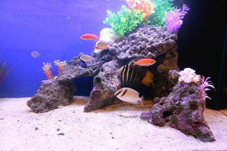 神奈川県川崎市  飲食店  120cm海水魚水槽  設置事例 水槽画像２