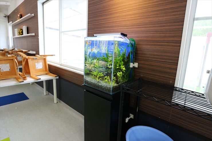 立川市 保育園 30cm淡水魚水槽 設置事例 水槽画像2