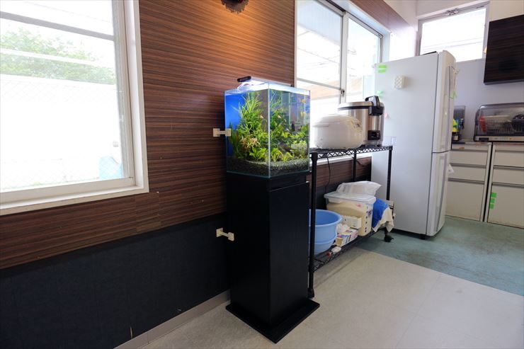 室内の壁際に設置された水草の茂る小型水槽と黒い水槽台