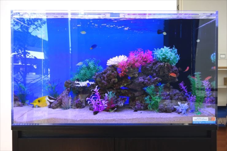 愛知県岡崎市 薬局 90cm海水魚水槽 設置事例 水槽画像3