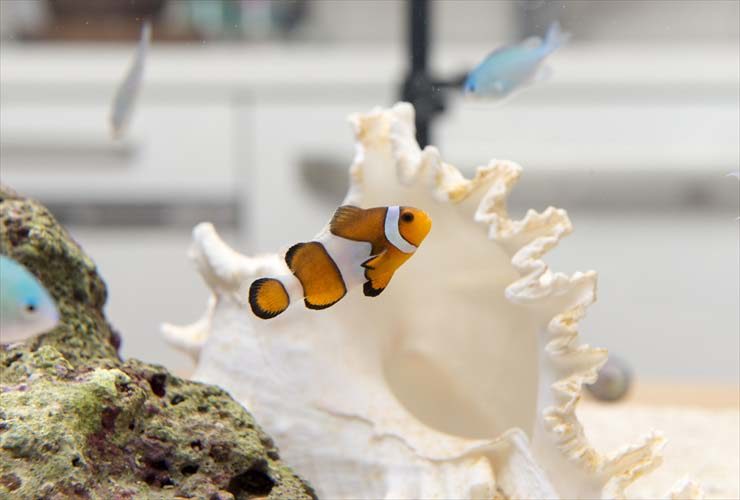 大きな貝殻のオブジェと泳ぐカクレクマノミと海水魚