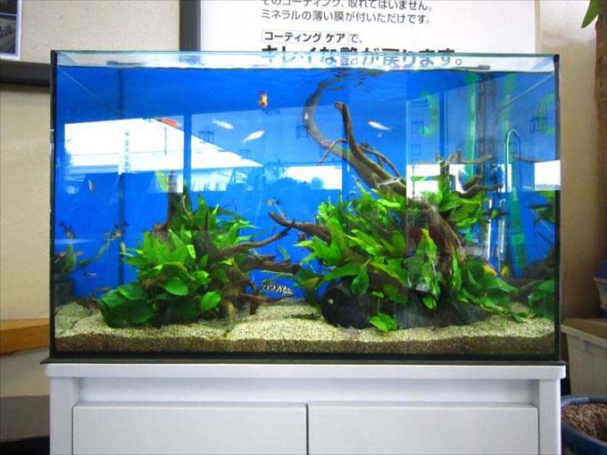 企業様 60cm淡水魚水槽 設置事例のサムネイル画像
