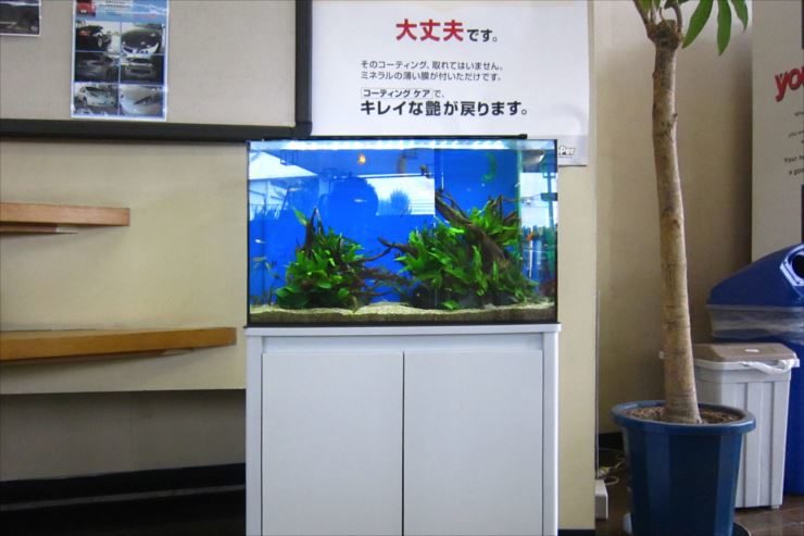 企業様 60cm淡水魚水槽 設置事例 水槽画像2