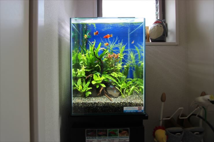 赤い魚と水草が泳ぐ青い背景の小型水槽レイアウト