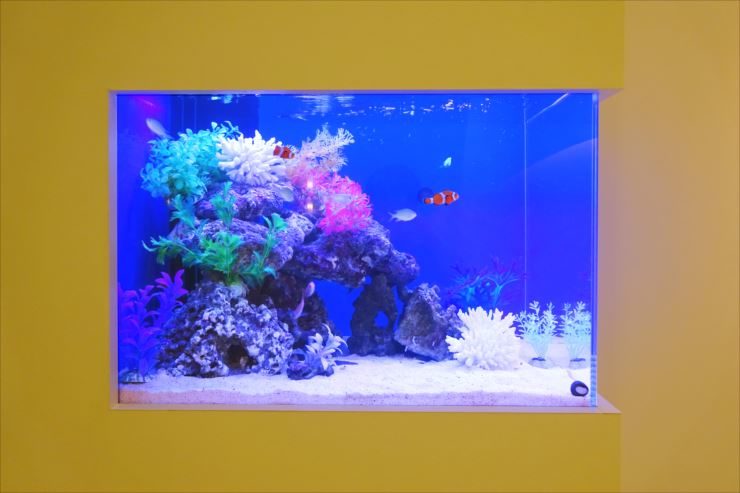 サロン様 60cm壁埋め込み水槽 海水アクアリウム 設置事例 水槽画像3