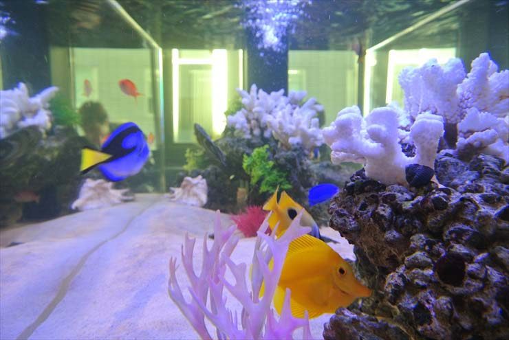 東京都台東区 企業様 150cm海水魚水槽 設置事例 水槽画像3