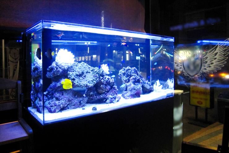 飲食店内 幻想的な特注海水魚水槽 設置事例 水槽画像1