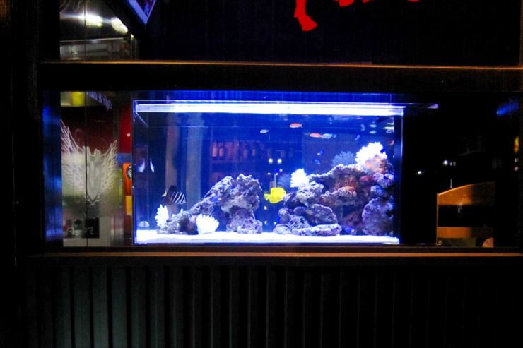 飲食店内 幻想的な特注海水魚水槽 設置事例 水槽画像3