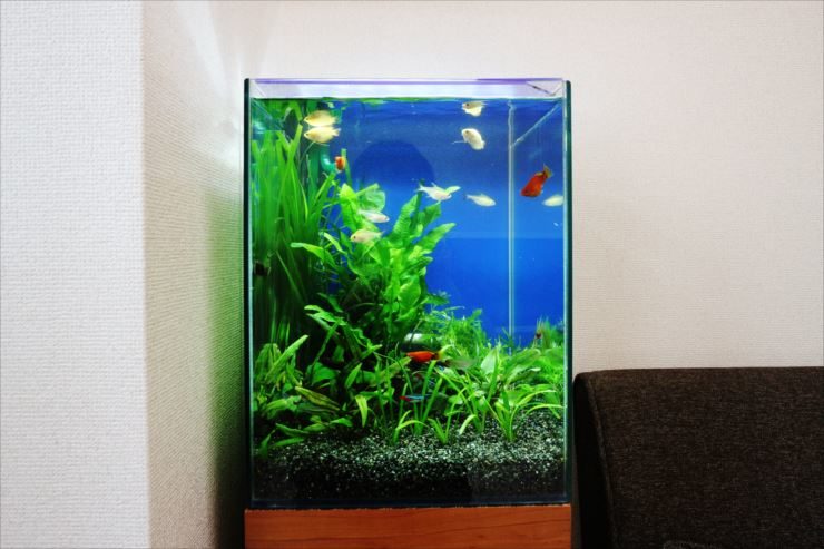 目黒区　個人宅のリビング　30cm小型淡水魚水槽　レンタル事例