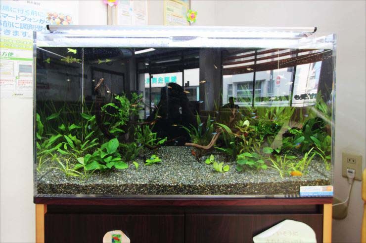墨田区　薬局の待合室　90cm淡水魚水槽　設置事例のサムネイル画像