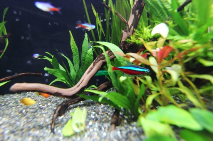墨田区 薬局の待合室 90cm淡水魚水槽 設置事例 水槽画像3
