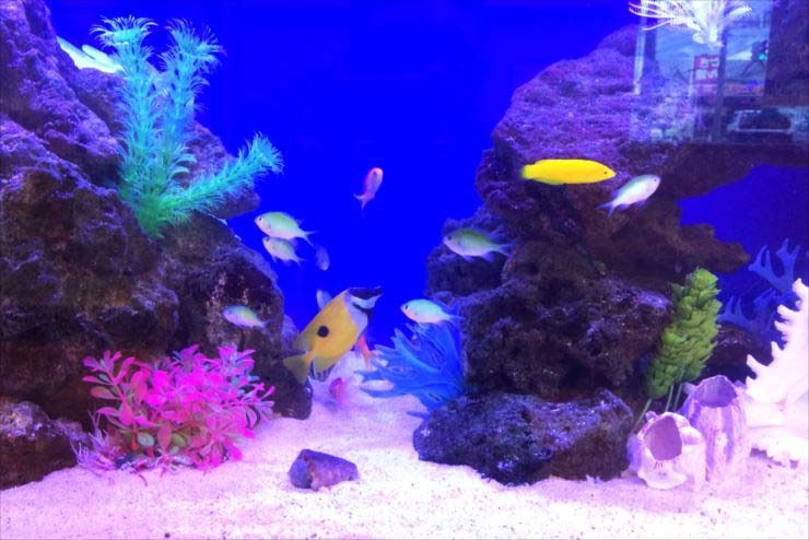飲食店の待合ロビー　120cm海水魚わくわく水槽　設置事例 水槽画像３