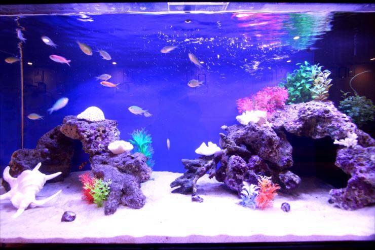 千葉県白井市　病院の待合室　120cm海水魚水槽　レンタル事例のサムネイル画像