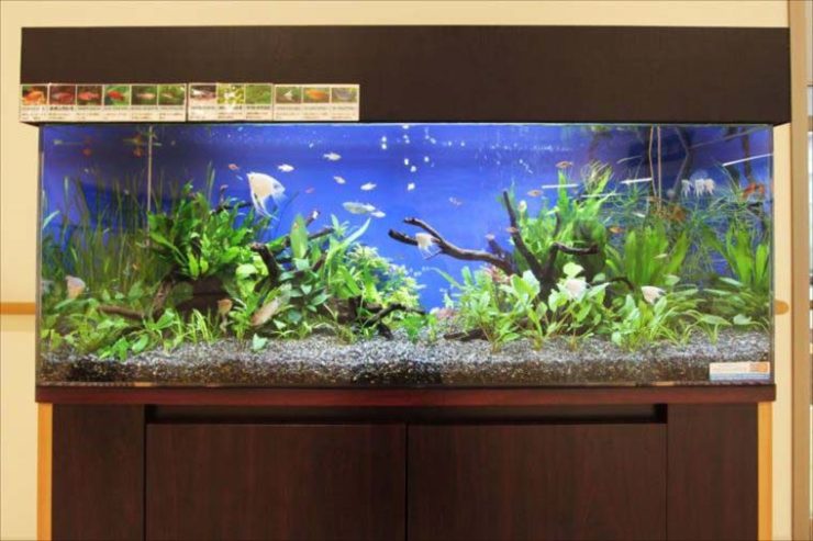 流木と水草を配置した大型水槽を泳ぐ熱帯魚の群れ
