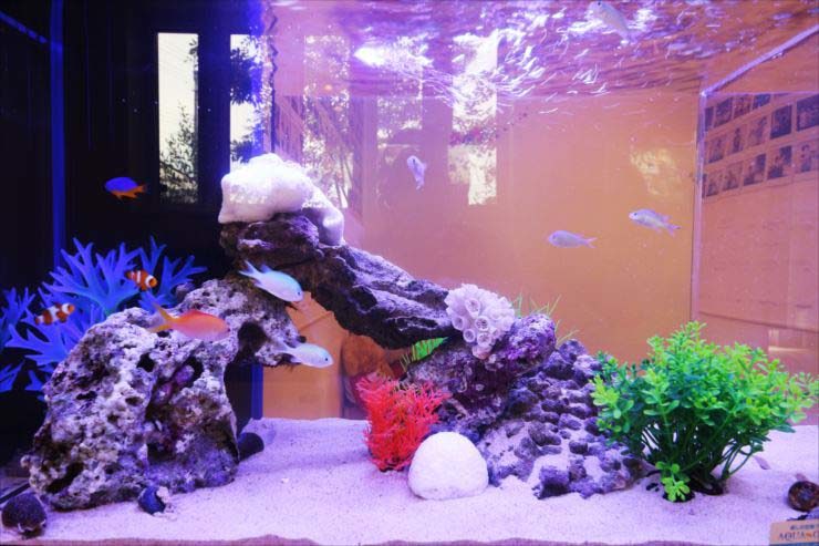 歯科医院の待合室 60cm海水魚水槽 水槽レンタル設置事例 水槽画像2
