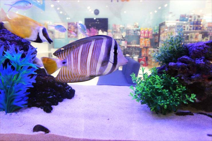 商業施設内の薬局の目印になる、楽しい150cm海水魚水槽（薬局の一部として自然になじむ、大型海水魚水槽）