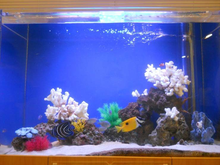 都内 企業様 90cm海水魚水槽 設置事例 水槽画像3