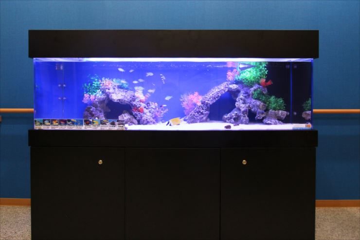 老人ホーム　施設内に設置　150cm海水魚水槽レンタル事例 水槽画像１