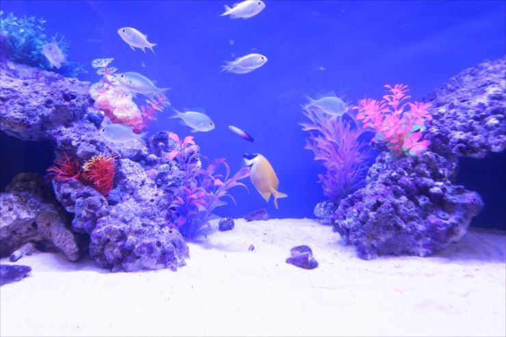 老人ホーム　施設内に設置　150cm海水魚水槽レンタル事例 水槽画像３
