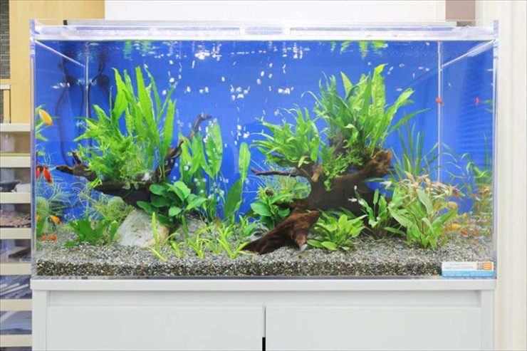 オフィスに設置 水草アクアリウム(淡水魚水槽)のレンタル事例のサムネイル画像