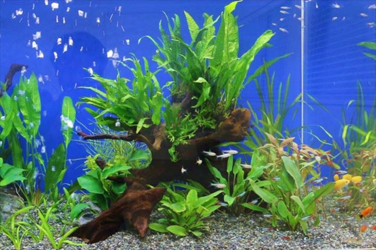 オフィスに設置　水草アクアリウム（淡水魚水槽）のレンタル事例 水槽画像２