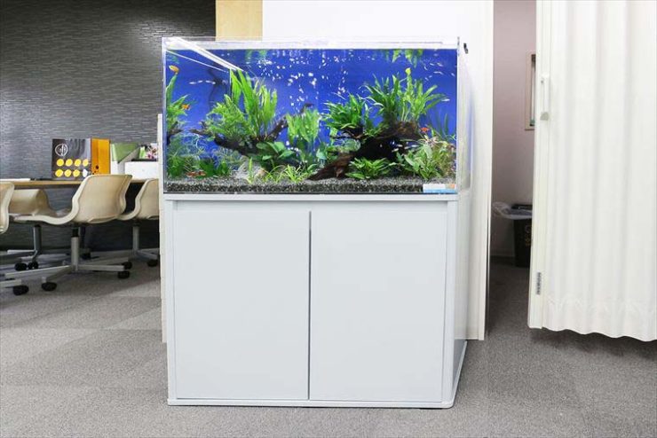 白い水槽台に設置された水草と小型魚の大型水槽