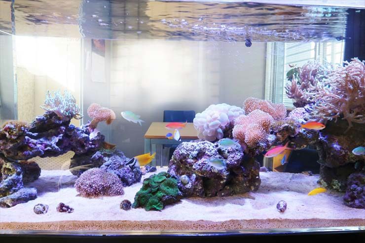オフィス 打ち合わせスペースに設置 海水魚水槽レンタル事例 水槽画像2