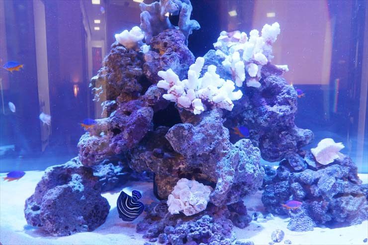 港区のクリニックに設置 大型円柱水槽(海水魚水槽)水槽リース事例 水槽画像3